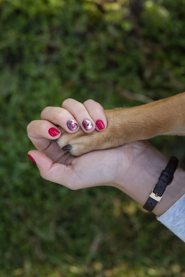861 Human Hand Holding Dog Paw Stock Photos Free & RoyaltyFree Stock