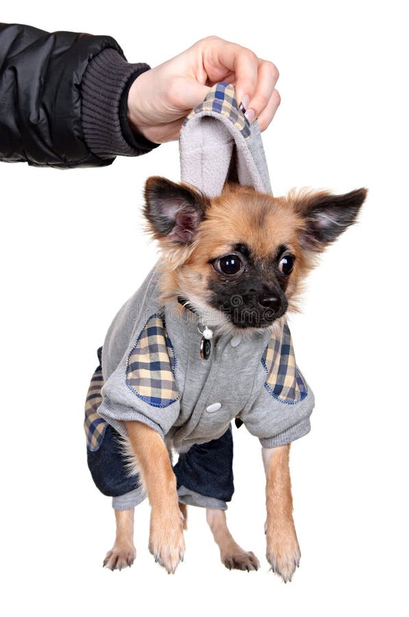 Human hand holds suspended for a collar small dog.