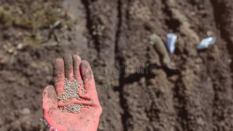 Human hand with seeds for planting