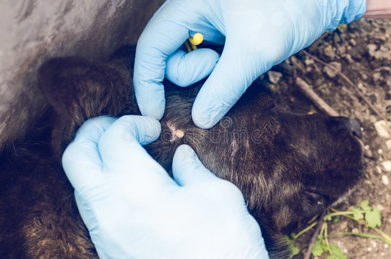 Human hands in blue gloves remove the tick with the hook of the dog royalty free stock photos Human hands in blue gloves remove the tick with the hook of the dog royalty free stock photos