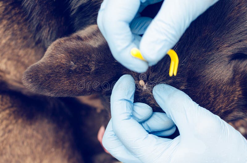 Human hands in blue gloves remove the tick with the hook of the dog royalty free stock images Human hands in blue gloves remove the tick with the hook of the dog royalty free stock images