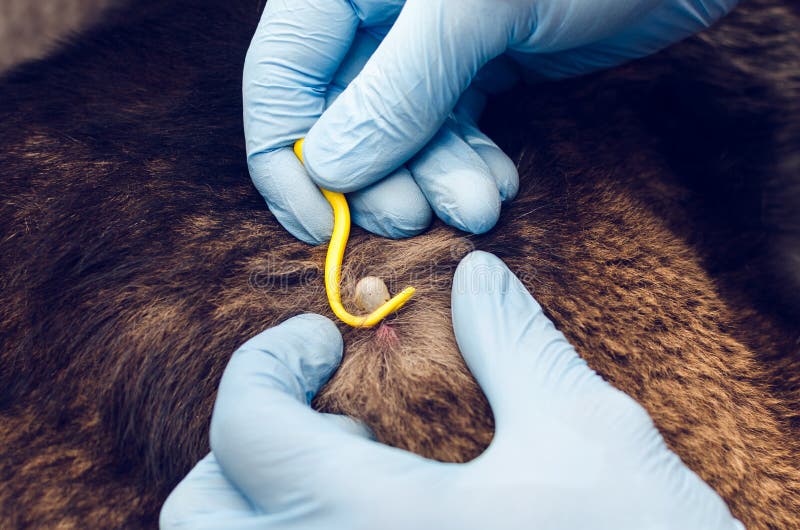 Human hands in blue gloves remove the tick with the hook of the dog royalty free stock photo Human hands in blue gloves remove the tick with the hook of the dog royalty free stock photo