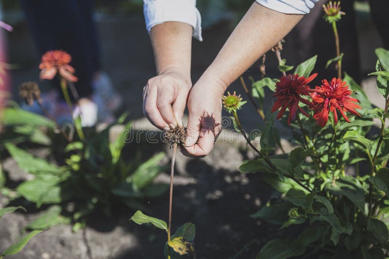 Human hands collect seeds of bergamot blooming in the garden