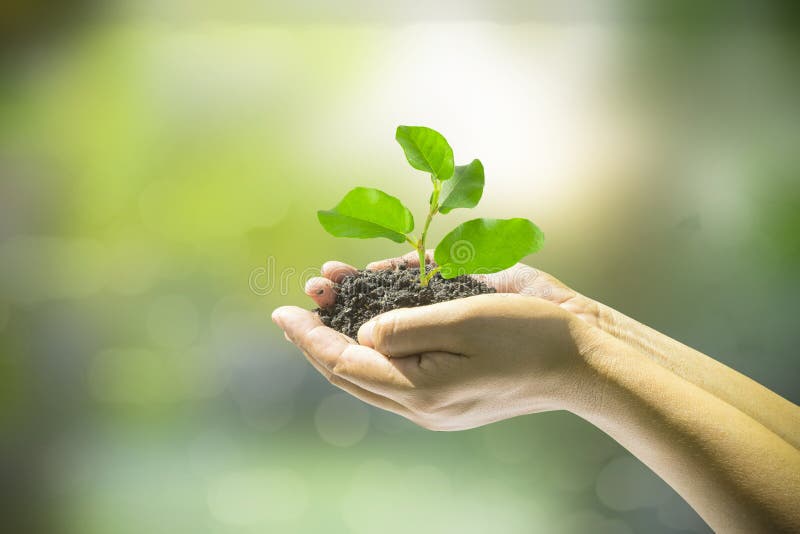 Human hands holding small plant stock photo