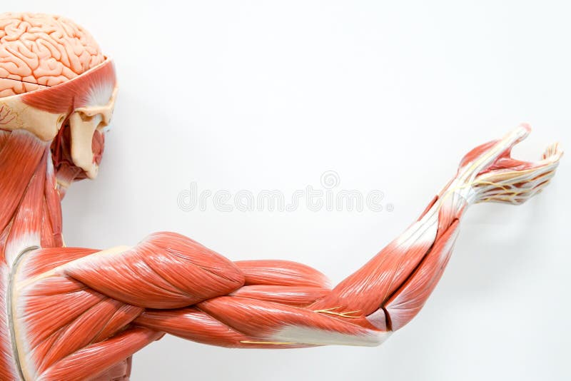 79 954 Human Muscle Photos Free Royalty Free Stock Photos From Dreamstime