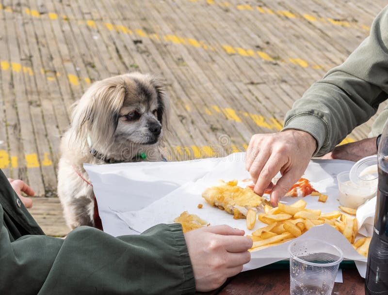 are chips harmful to dogs