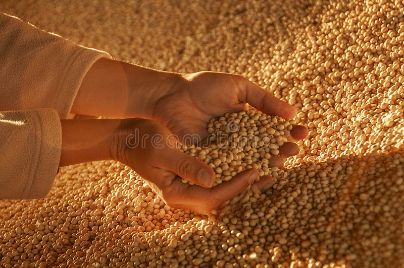 Human hands with soy seeds