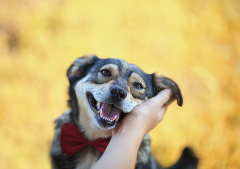 Human hands stroking behind the ears cute brown pretty a smiling dog in a smart red butterfly in an autumn Park