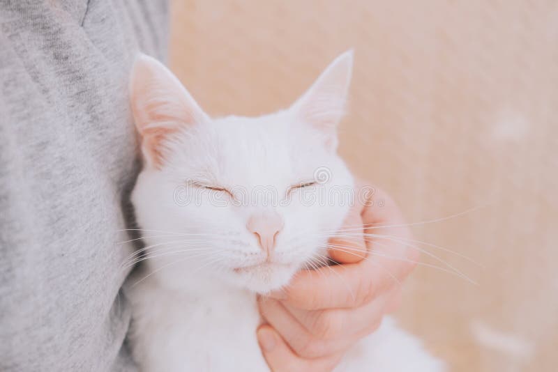 Human hands stroking the face of a white cat close-up.