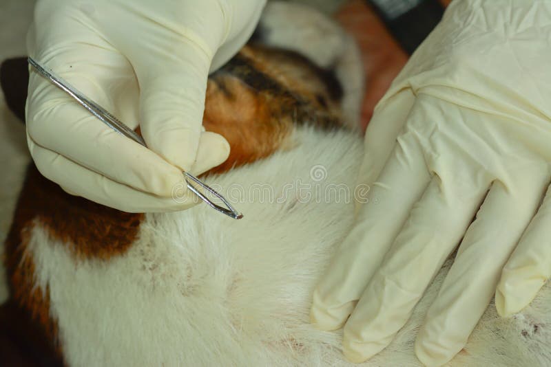 Human hands using silver pliers to remove a dog tick royalty free stock image Human hands using silver pliers to remove a dog tick royalty free stock image