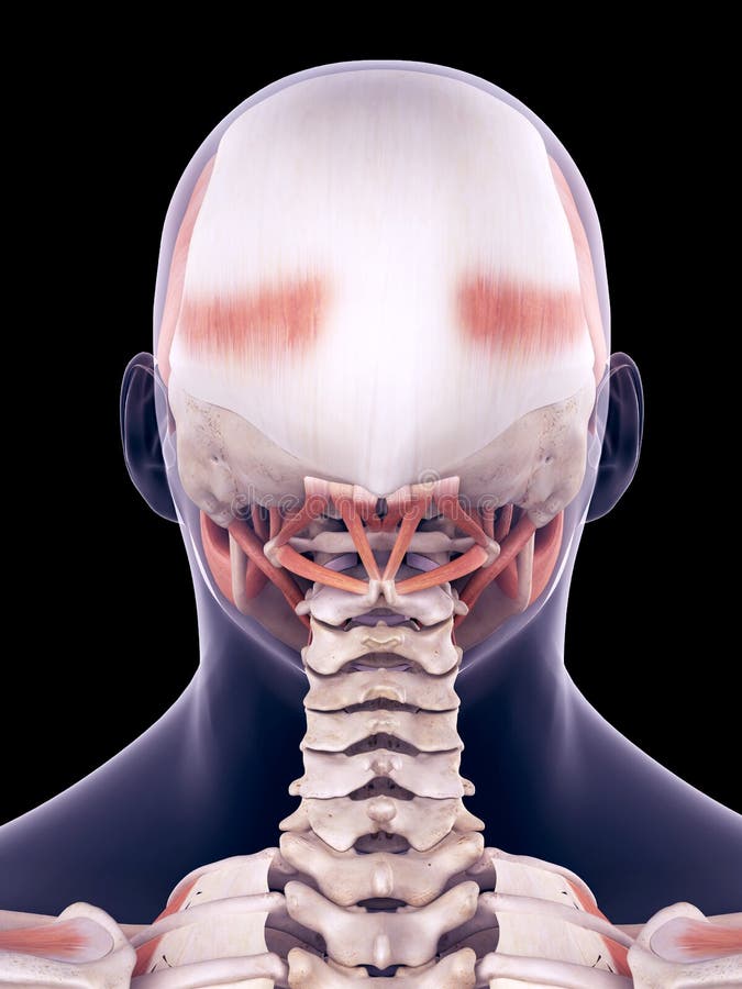 The human head muscle stock illustration. Illustration of neck 74197290