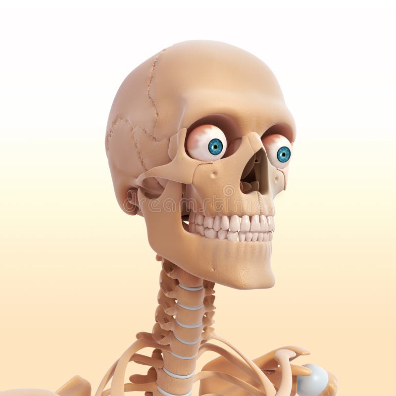 Human head skeleton stock illustration. Illustration of physical - 36221198