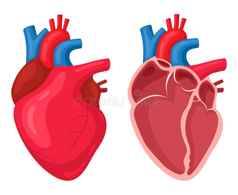 Human Heart strength as an open cardiovascular organ with a punch as a  medical symbol for fighting cardiology related disease Stock Photo - Alamy