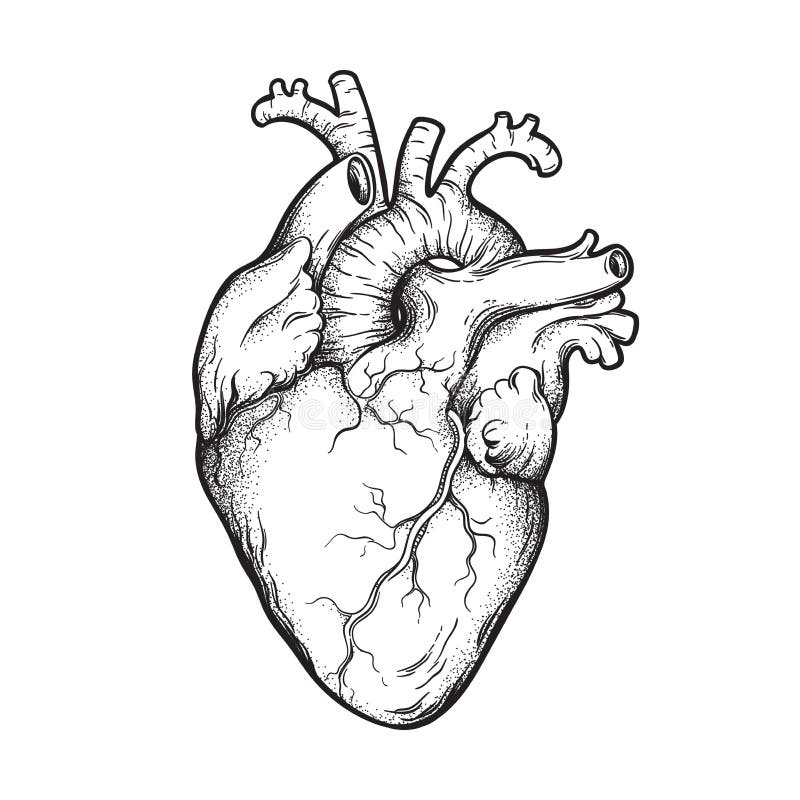 Human Heart Anatomically Correct Hand Drawn Line Art and Dotwork. Flash ...