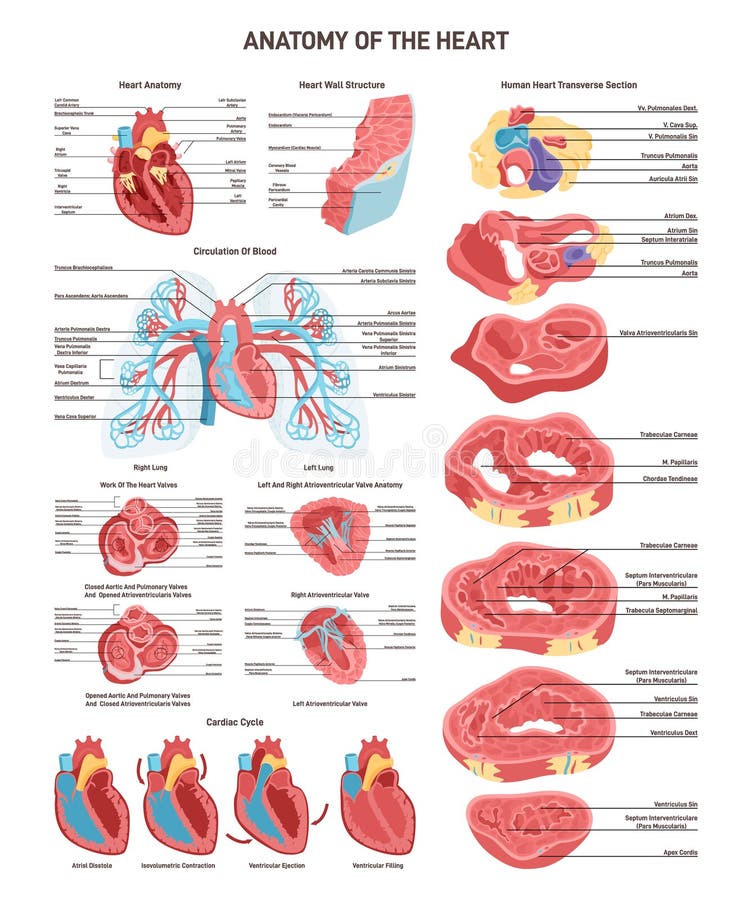 Human Heart Anatomy and Circulatory System Set. Cardiac Cycle, Stock ... Biology Diagrams