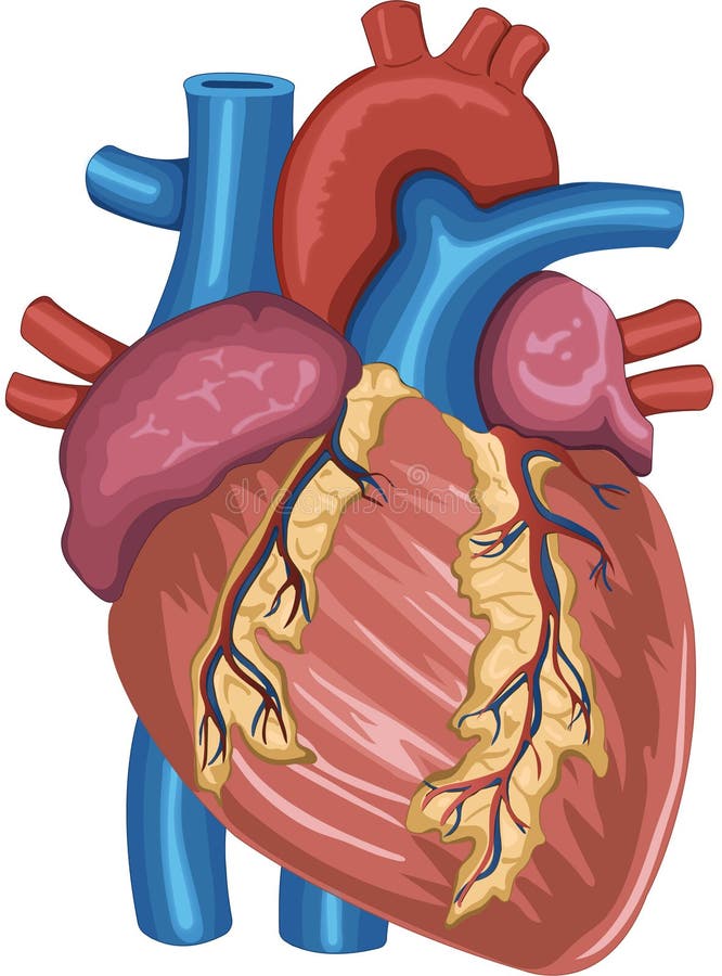 Human Heart Anatomy Digitally Painted Stock Illustration - Illustration ...