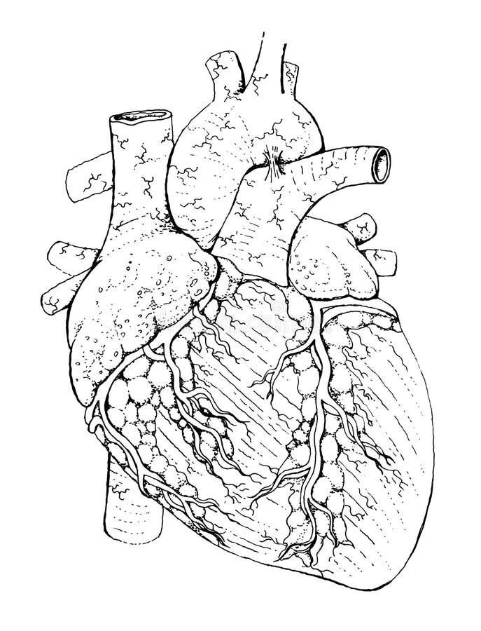 Human Heart Anatomy Drawing - Detailed Black and White Illustration ...