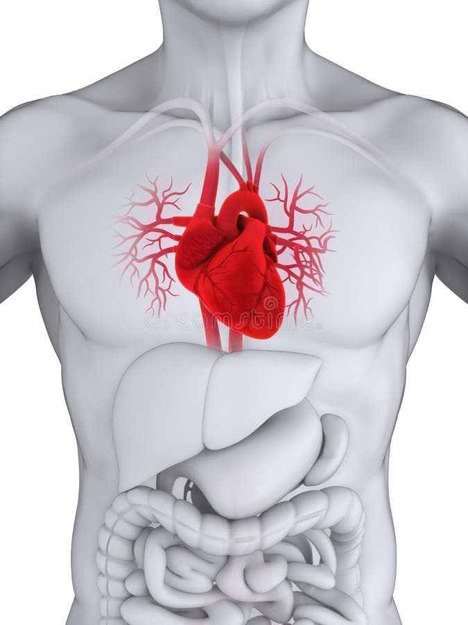 Heart Anatomy Illustration