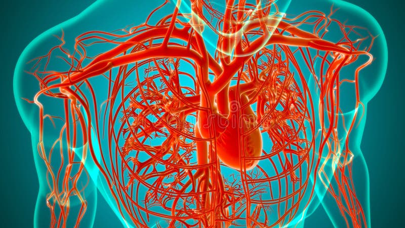 Human Heart with Circulatory System Anatomy for Medical Concept 3D ...