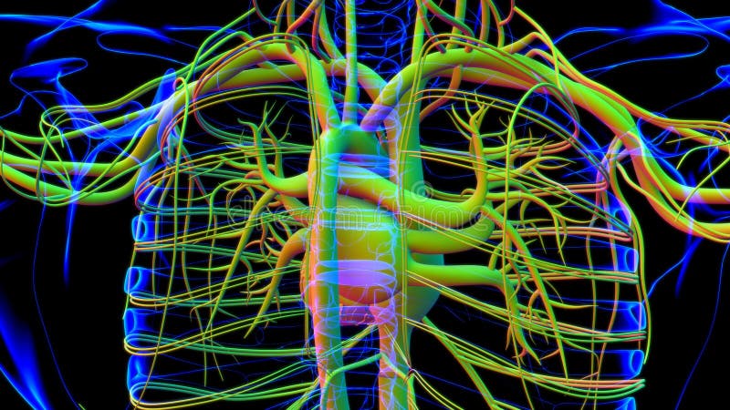 Human Heart with Circulatory System Anatomy for Medical Concept 3D ...