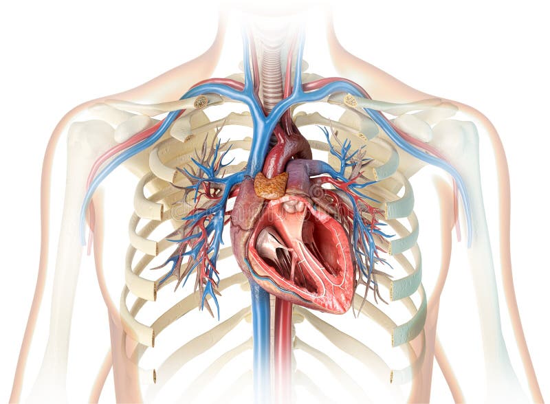 Human heart cross-section with vessels and bronchial tree