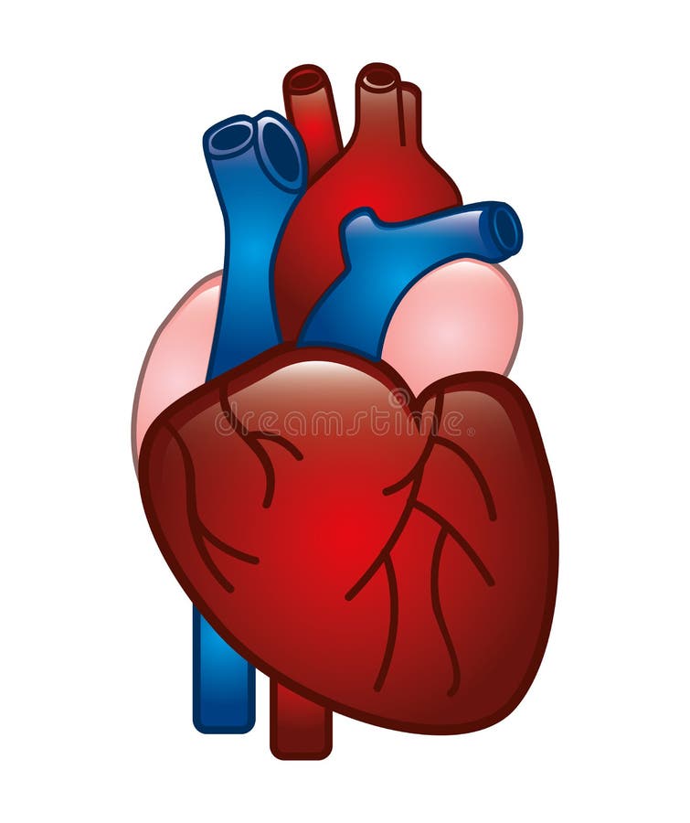Human Heart on a White Background Stock Vector - Illustration of