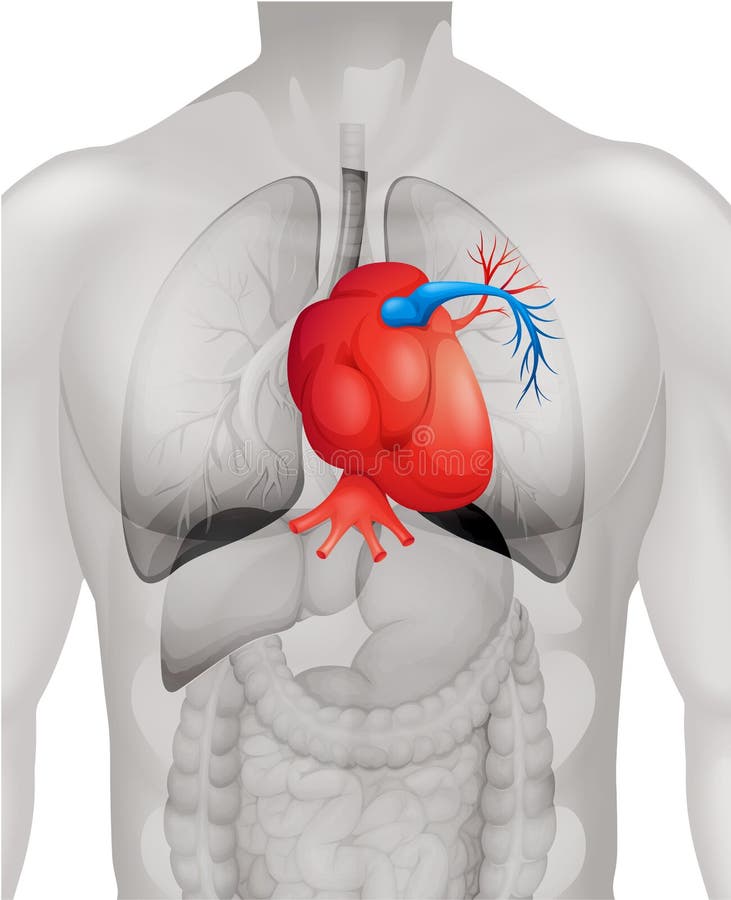 Functional Anatomy of the Cardiovascular System Clinical Gate