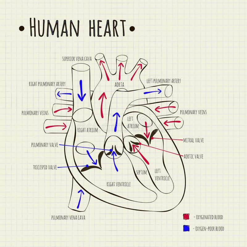 A Human Heart Diagram Stock Vector - Image: 58648028
