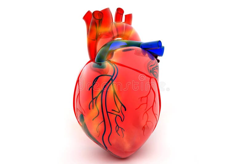Human heart stock illustration
