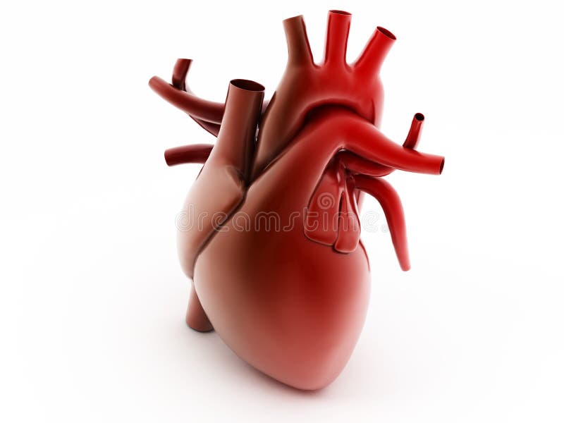 Human heart stock illustration