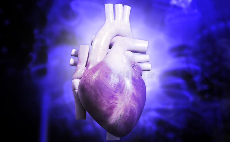 Human heart royalty free stock photography