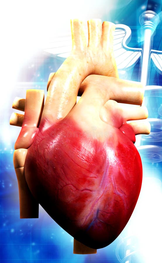 Human heart stock illustration