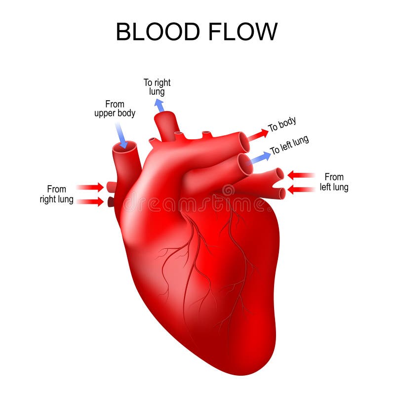 Human heart and direction of blood flow