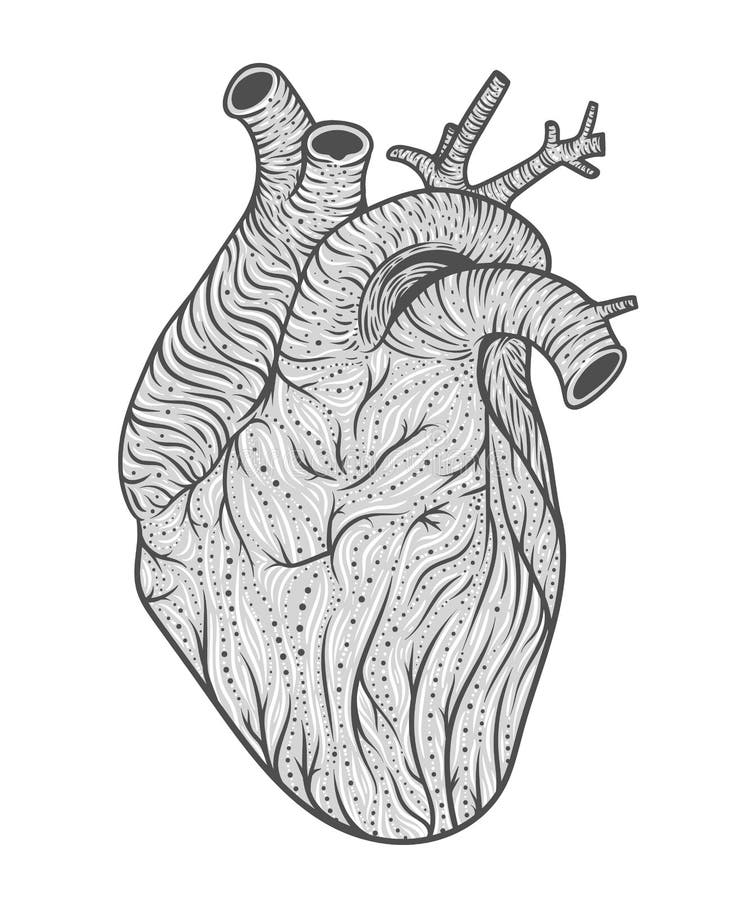 Human Heart Line Art. Vector Illustration Stock Vector - Illustration ...