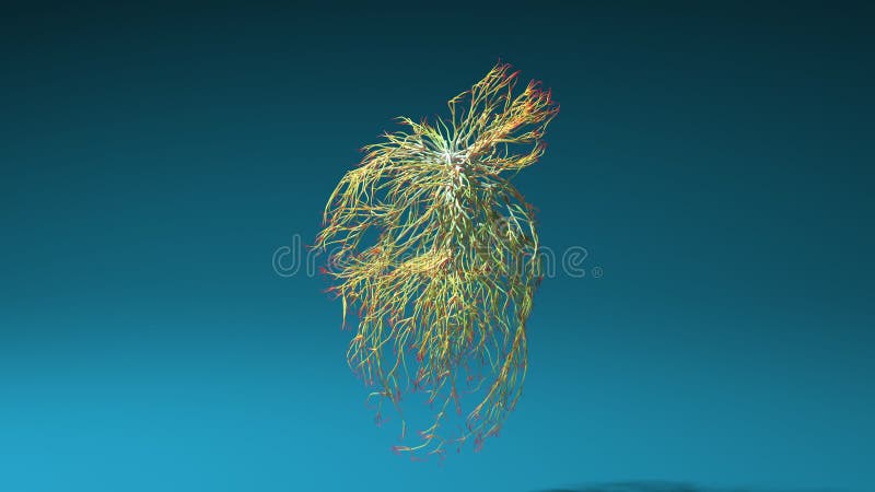 Human heart made out of lines, unrolling animation. Brain medical Concept. 3D Rendering vector illustration