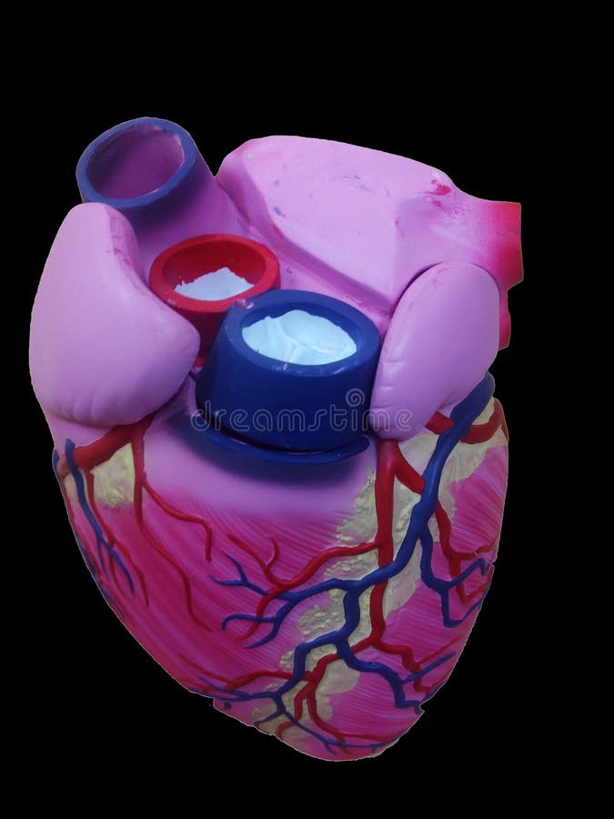 Human Heart Model for Education Stock Image Image of design, cardiac