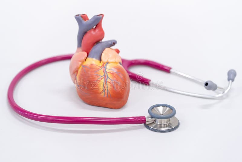 Human Heart Model with Stethoscope Stock Photo Image of holding