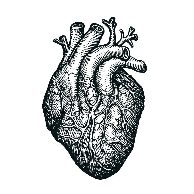 Hand Drawing Sketch Anatomical Heart. Doodle Zentangle Vector ...