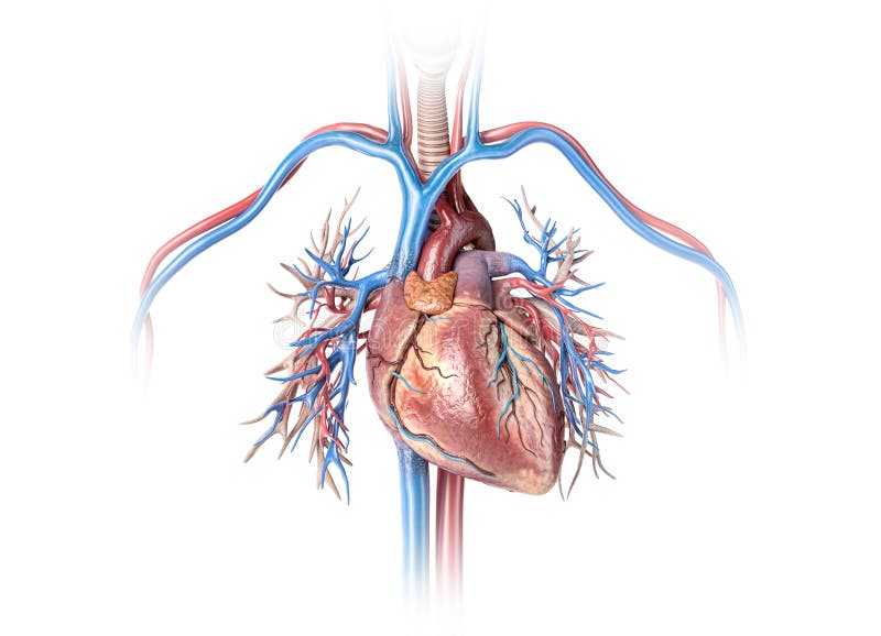 Human heart with vessels and bronchial tree