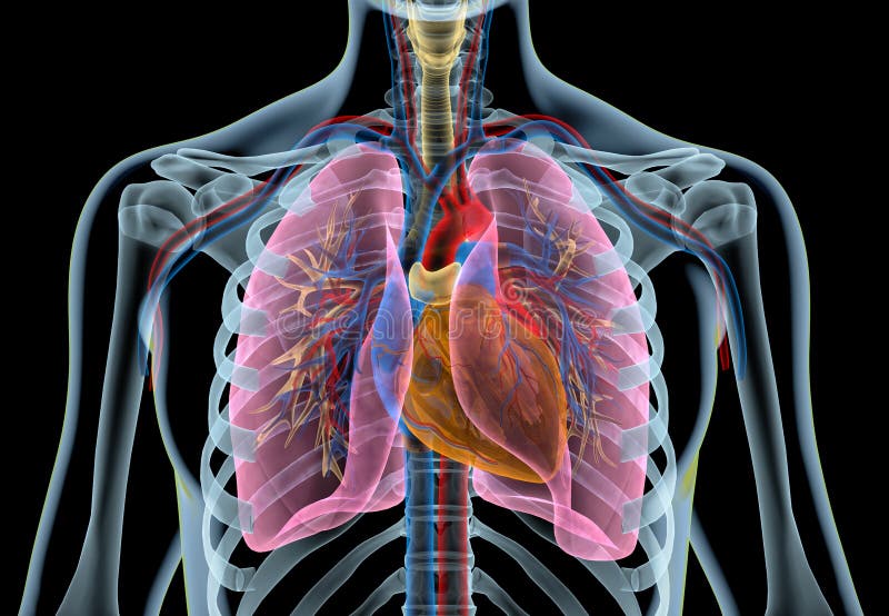 Human heart with vessels, lungs, bronchial tree and cut rib cage. X-ray