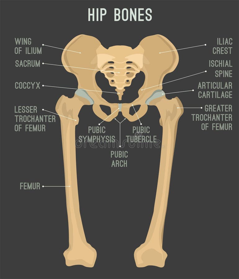 Human hip bones stock vector. Illustration of adult - 109174790