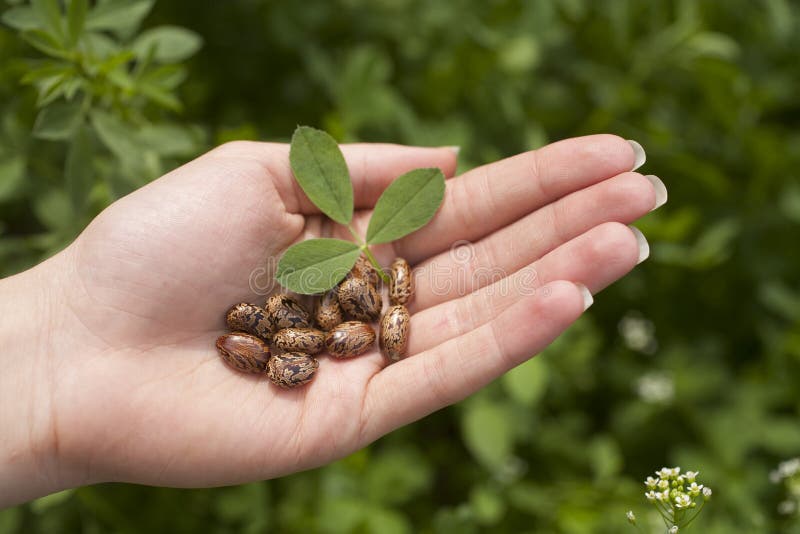 Human holding seeds