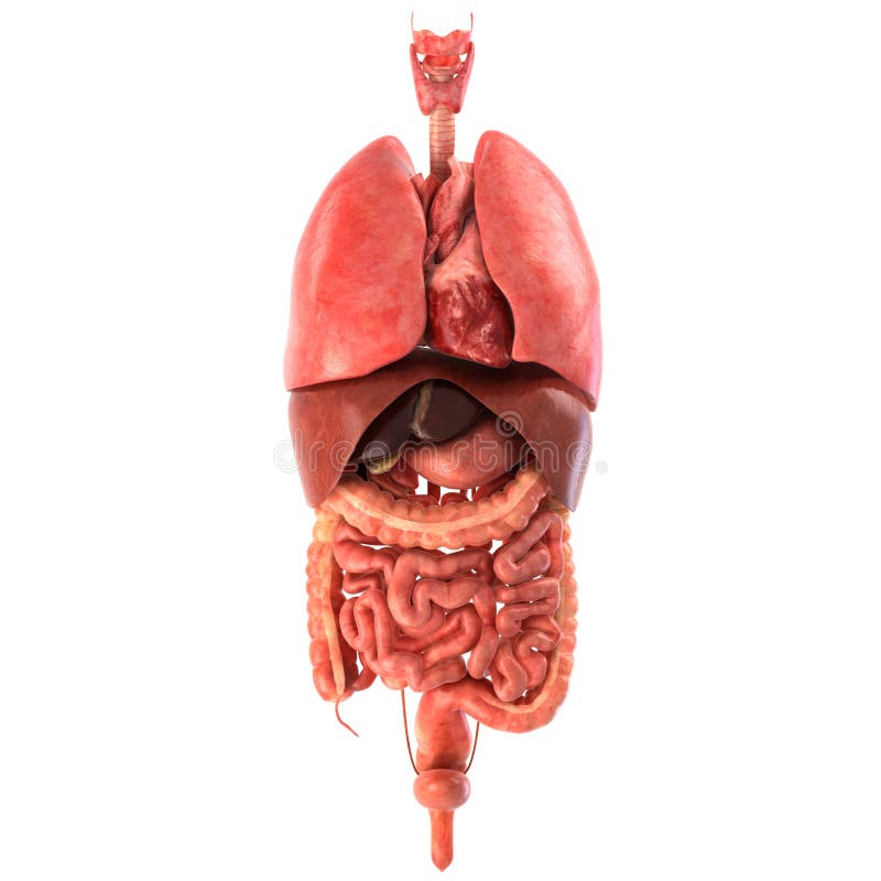 Female Internal Anatomy stock illustration. Illustration of science