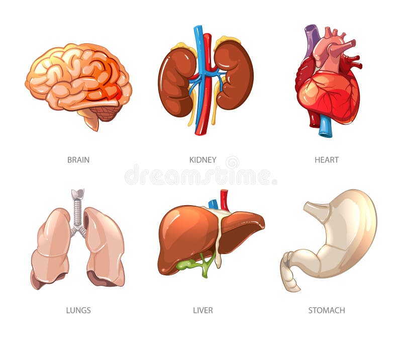 Human Internal Organs Anatomy In Cartoon Vector Style