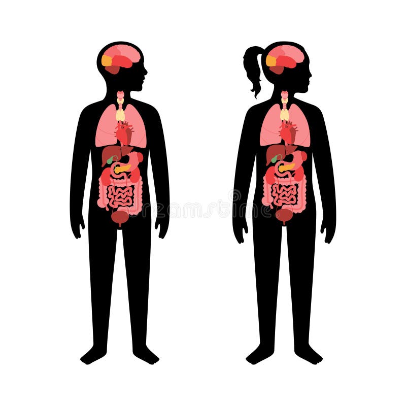 Internal organs in children body. Brain, stomach, heart, kidney, medical icon in boy and girl kid silhouette. Digestive, respiratory, cardiovascular systems. Anatomy poster flat vector illustration. Internal organs in children body. Brain, stomach, heart, kidney, medical icon in boy and girl kid silhouette. Digestive, respiratory, cardiovascular systems. Anatomy poster flat vector illustration.