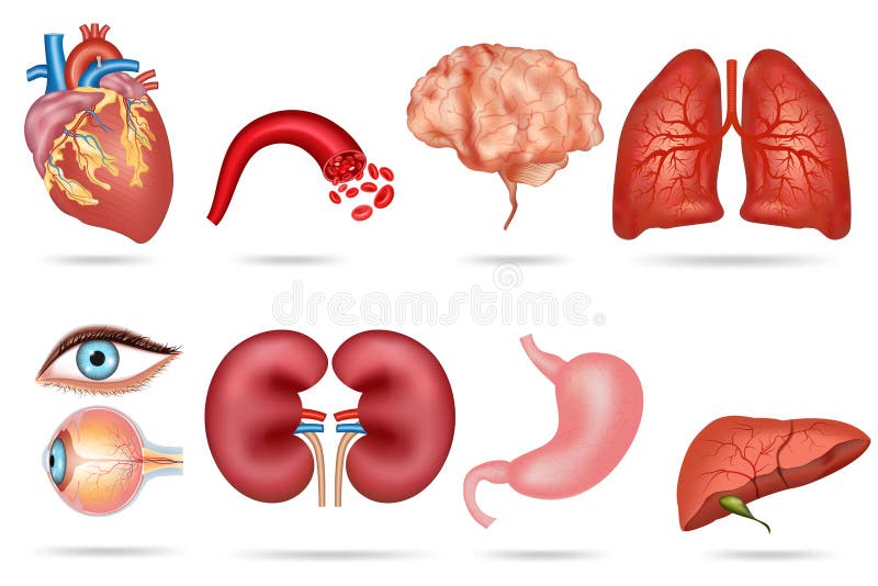 Heart Stock Illustration - Download Image Now - Heart Shape, Heart -  Internal Organ, Vector - iStock