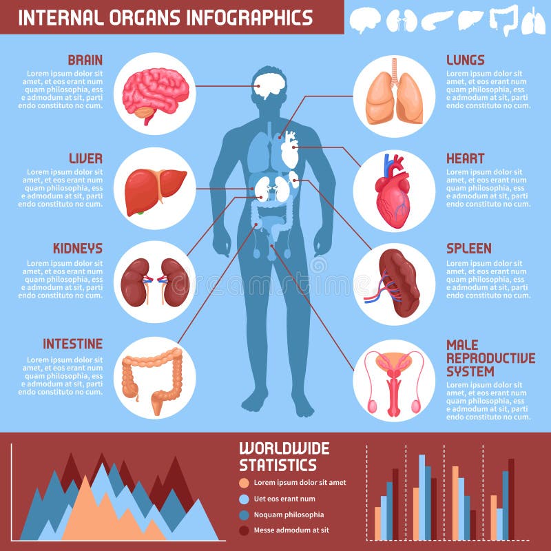 Infographic poster with the internal organs of the female body