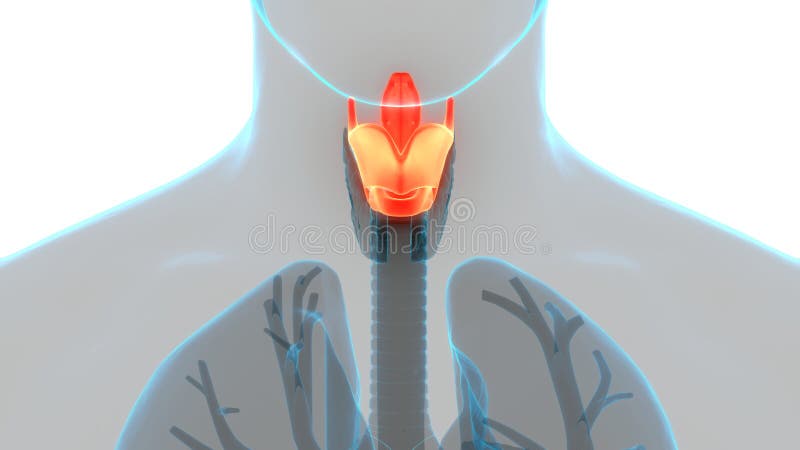 Human Internal Organs Respiratory System Larynx and Pharynx Anatomy