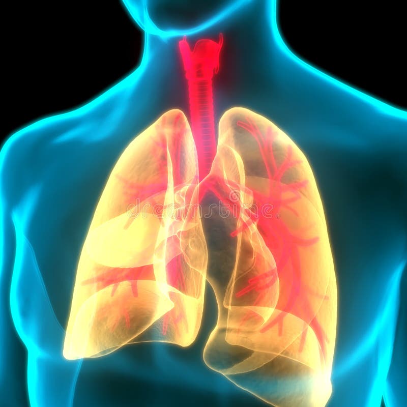 Human Internal Organs Respiratory System Lungs Anatomy Stock