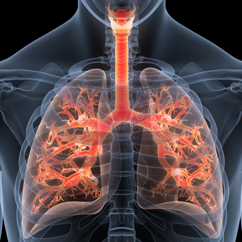 Human Internal Organs Respiratory System Lungs Anatomy Stock ...